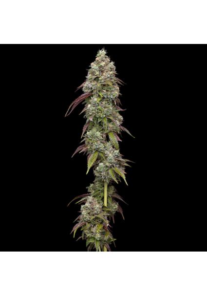 Vanilla Frosting fem...