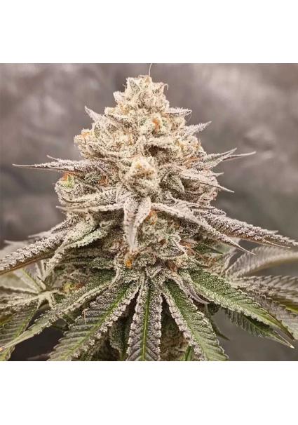 Orange Runtz Cake 2.0 - 7...