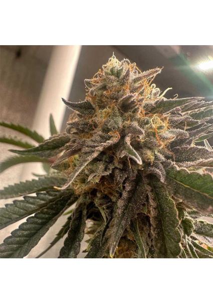 Pink Waferz 2.0 - 7 u. fem...