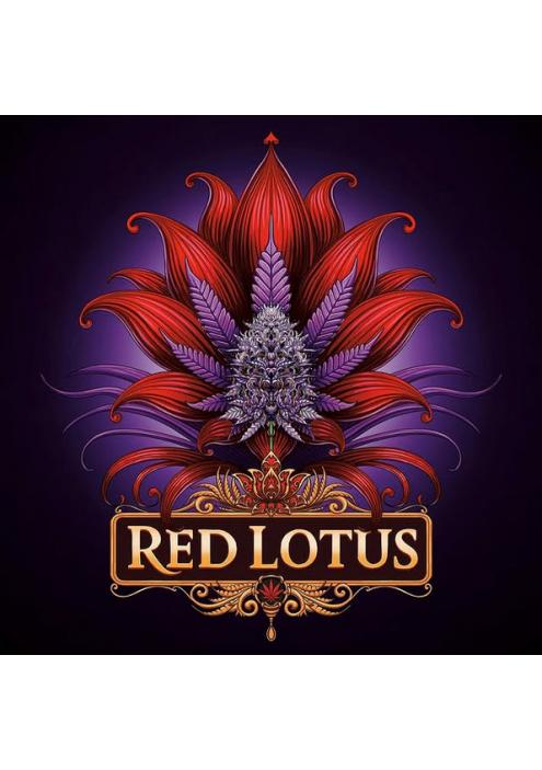 Red Lotus  7 u. fem Conscious Genetics