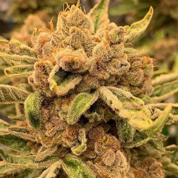 Sour Cuntz - 7 u. fem Conscious Genetics