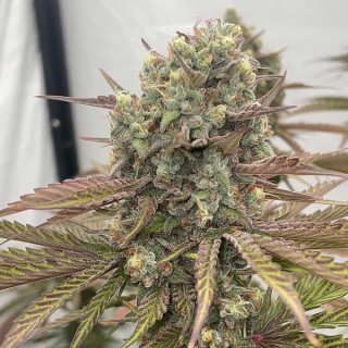 Zapplewoodz - 7 u. fem Conscious Genetics
