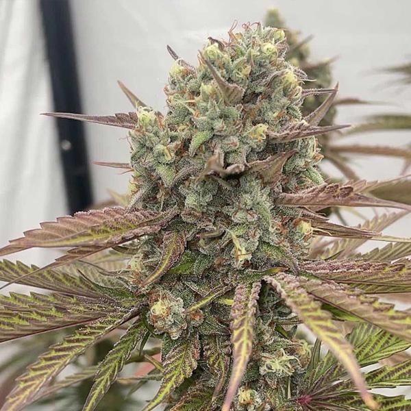 Zapplewoodz - 7 u. fem Conscious Genetics