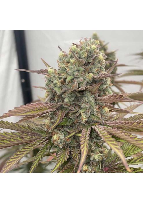 Zapplewoodz - 7 u. fem Conscious Genetics