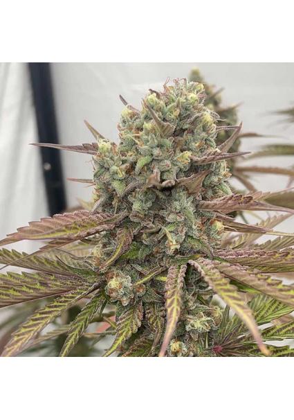 Zapplewoodz - 7 u. fem...