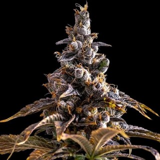 Alien Technology x DoSiDos  3 u. fem Empire Seeds