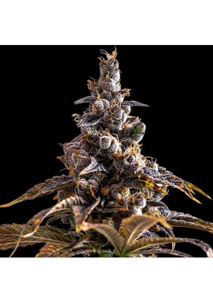 Alien Technology x DoSiDos...