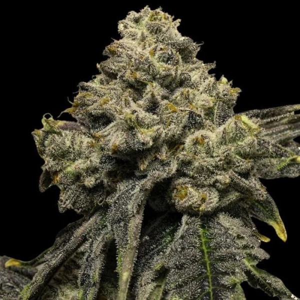 Auto Cheddar Plum  3 u. fem Empire Seeds