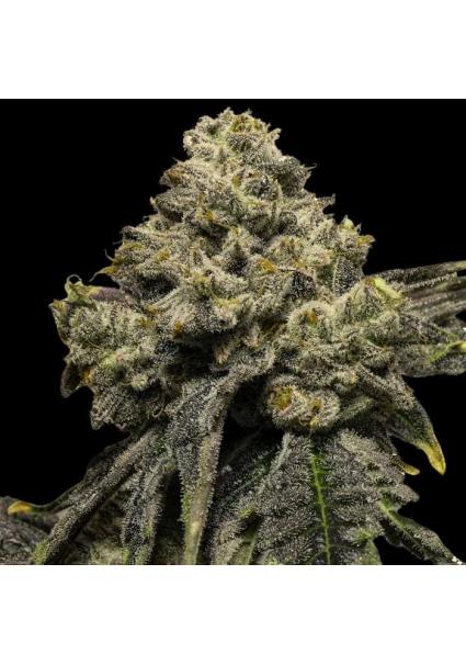 Auto Cheddar Plum  3 u. fem...