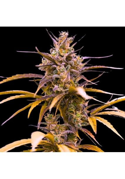 Auto Zoap  3 u. fem Empire...