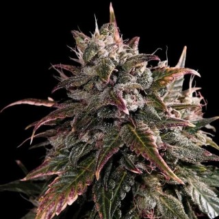 Bubble Bath  3 u. fem Empire Seeds