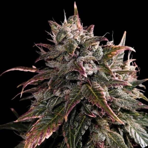 Bubble Bath  3 u. fem Empire Seeds