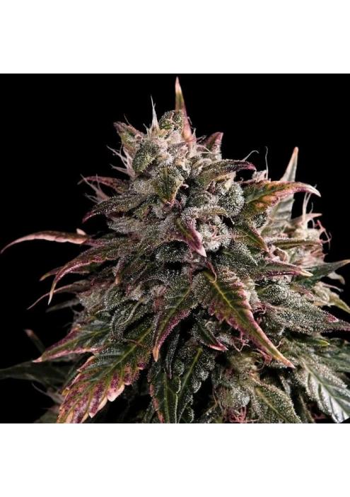 Bubble Bath  3 u. fem Empire Seeds