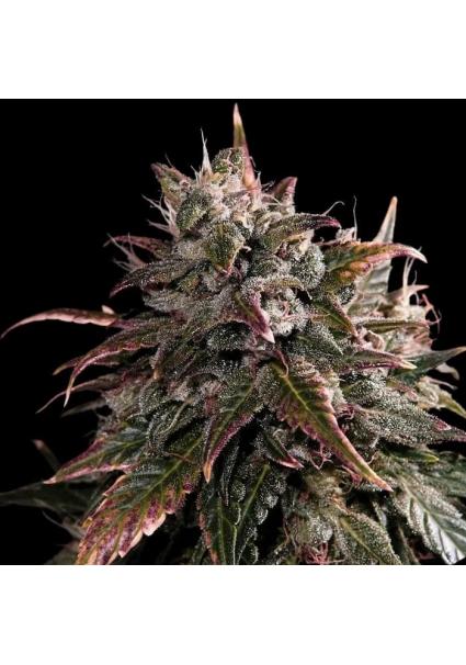 Bubble Bath  3 u. fem...