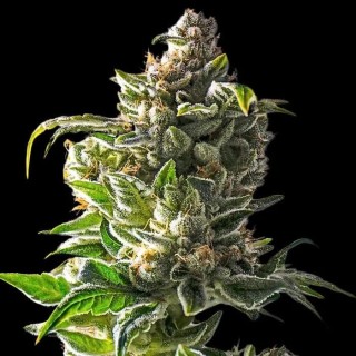 Empire Dragon  3 u. fem Empire Seeds