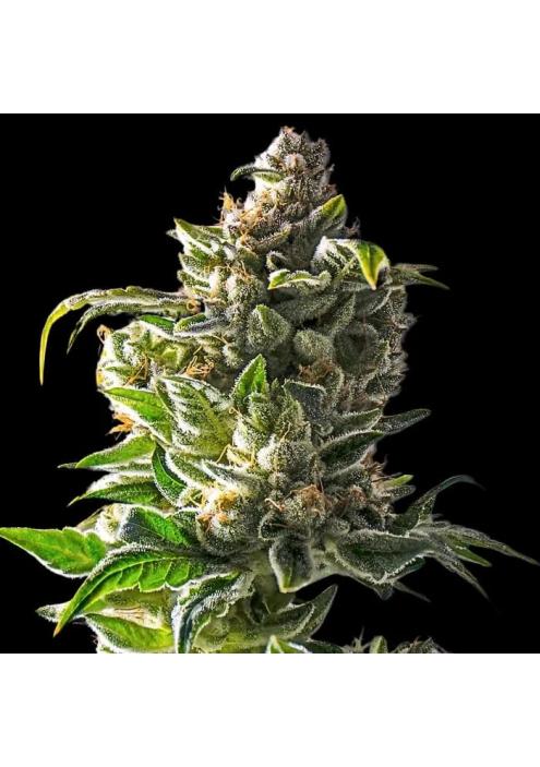 Empire Dragon  3 u. fem Empire Seeds