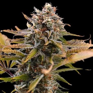Fatso  3 u. fem Empire Seeds