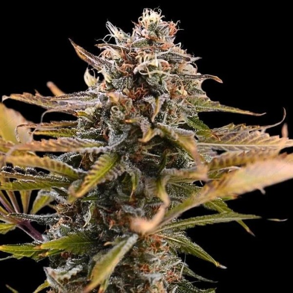 Fatso  3 u. fem Empire Seeds