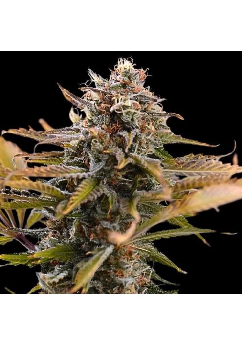 Fatso  3 u. fem Empire Seeds