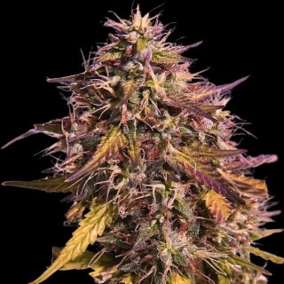 Gas Face  3 u. fem Empire Seeds