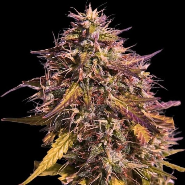 Gas Face  3 u. fem Empire Seeds