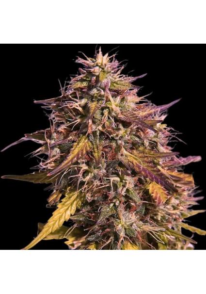 Gas Face  3 u. fem Empire...