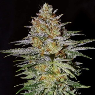 Glitter Bomb  3 u. fem Empire Seeds