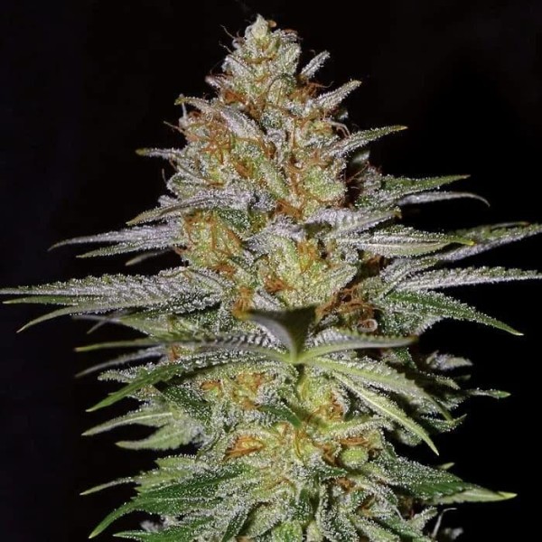 Glitter Bomb  3 u. fem Empire Seeds