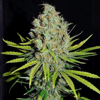 Grape Stomper  3 u. fem Empire Seeds