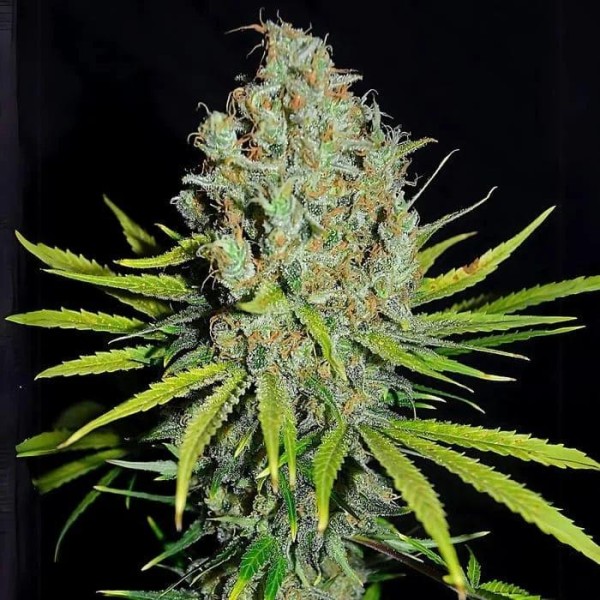 Grape Stomper  3 u. fem Empire Seeds