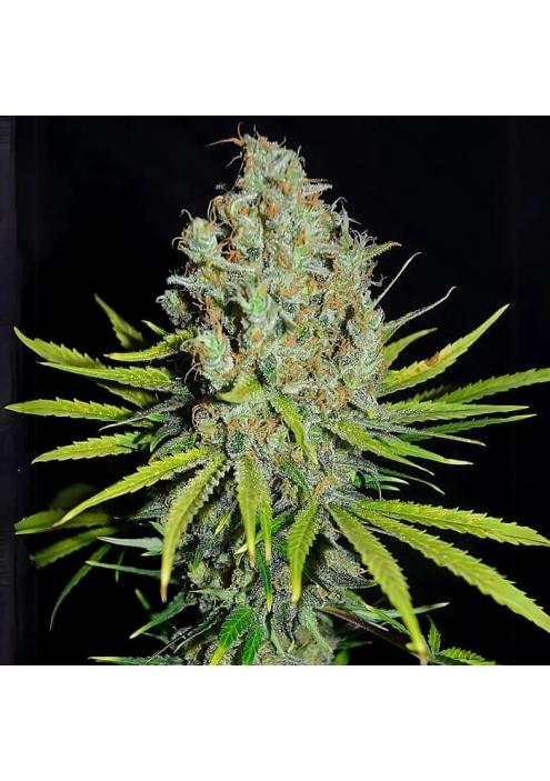 Grape Stomper  3 u. fem Empire Seeds