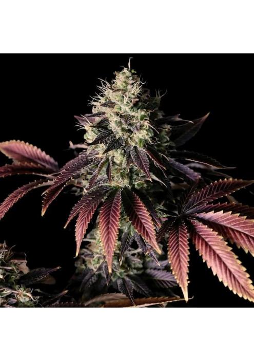 Millionaire Mindset  3 u. fem Empire Seeds