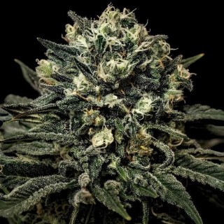 Muddy Waters  3 u. fem Empire Seeds