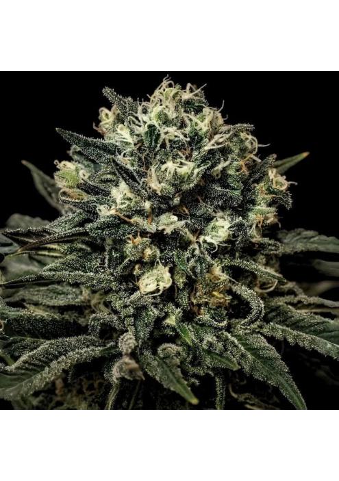 Muddy Waters  3 u. fem Empire Seeds