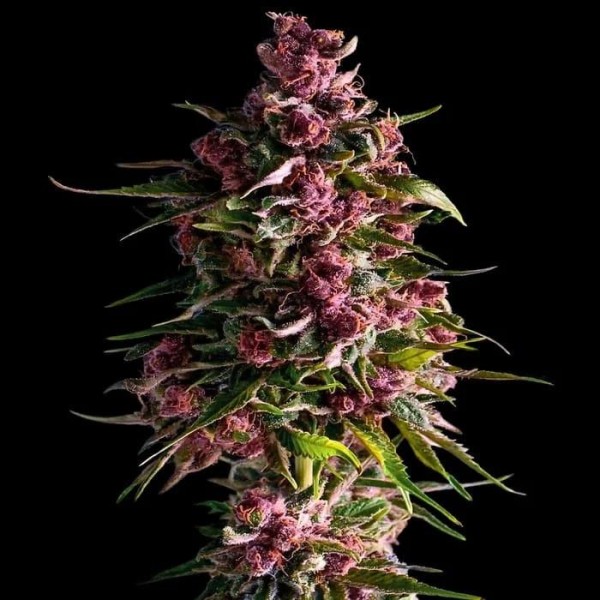 Pink Empire  3 u. fem Empire Seeds