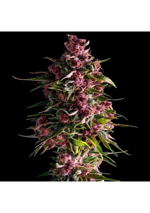 Pink Empire  3 u. fem Empire Seeds