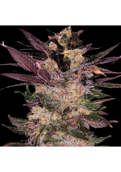 Slapz  3 u. fem Empire Seeds