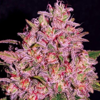 Slurty  3 u. fem Empire Seeds