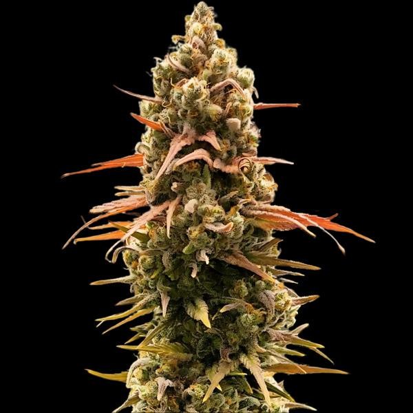 Taipan Moonbow  3 u. fem Empire Seeds