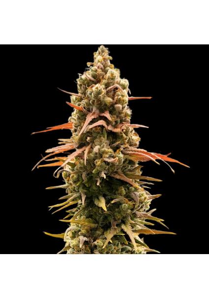 Taipan Moonbow  3 u. fem...