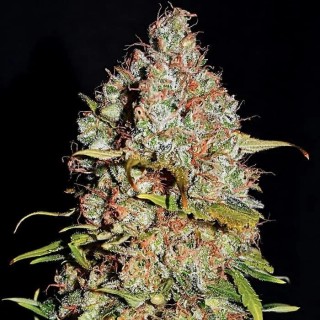 White Truffle  3 u. fem Empire Seeds