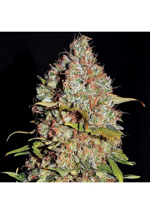 White Truffle  3 u. fem Empire Seeds