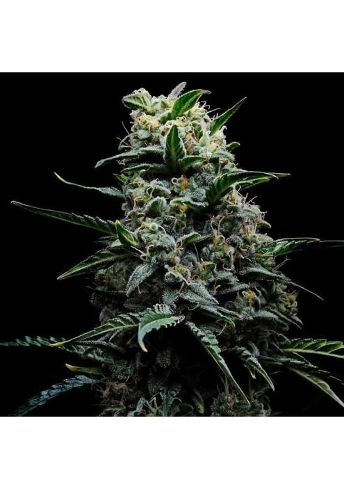 Zoinsk  3 u. fem Empire Seeds