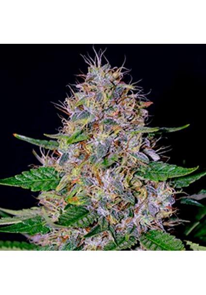 Apple Crumble 5u. G13 Labs