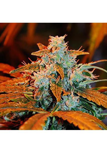 Auto Berry 5u. G13 Labs