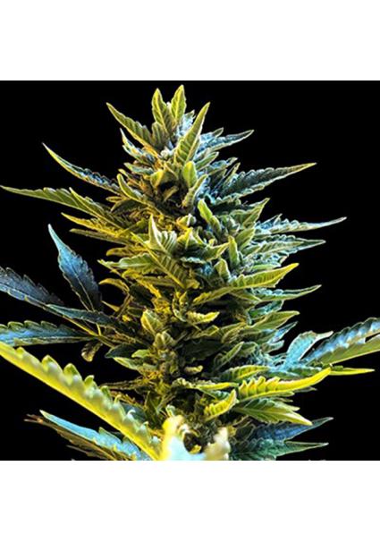 Auto Bride Cake 5u. G13 Labs