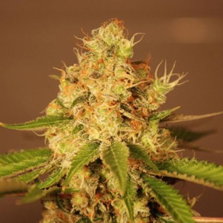 Auto Diesel 5u. G13 Labs