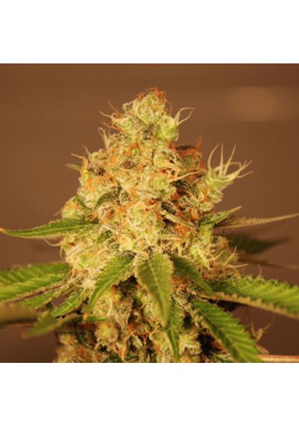 Auto Diesel 5u. G13 Labs