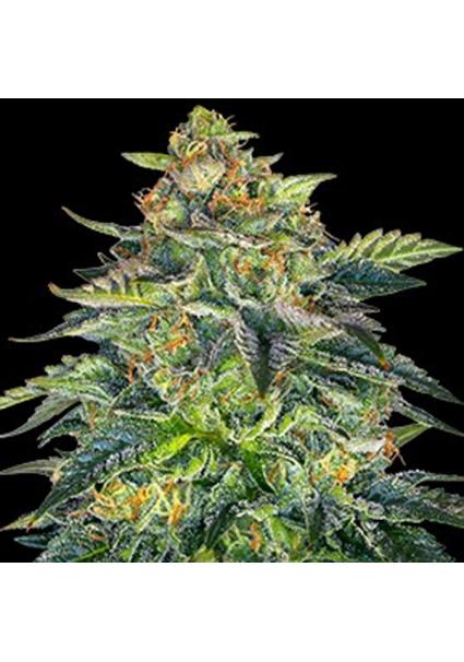 Auto London Cream Cake 5u....