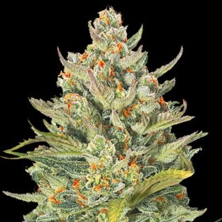 Auto Mimosa Max  5u. G13 Labs